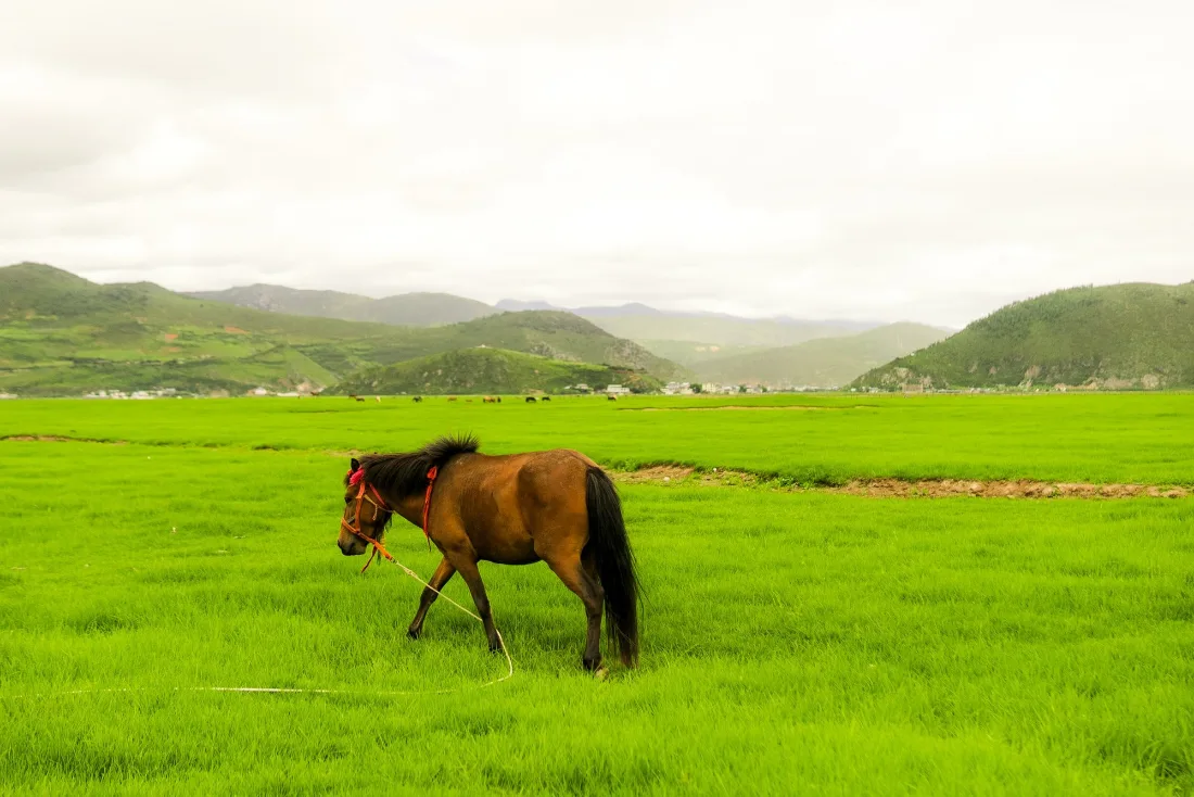 A lone brown horse walking through deep green grassland with soft rolling hills behind under overcast light.
