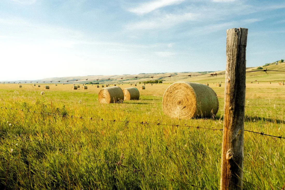 Round hay bales scattered across a mown golden field behind a weathered fence post under a blue sky.