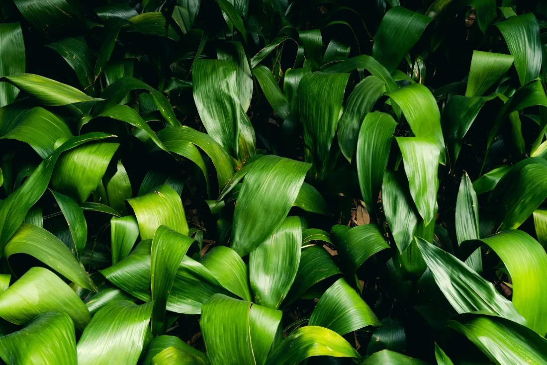 Tight study of broad glossy green leaves overlapping into deep shadow, filling the frame edge to edge.