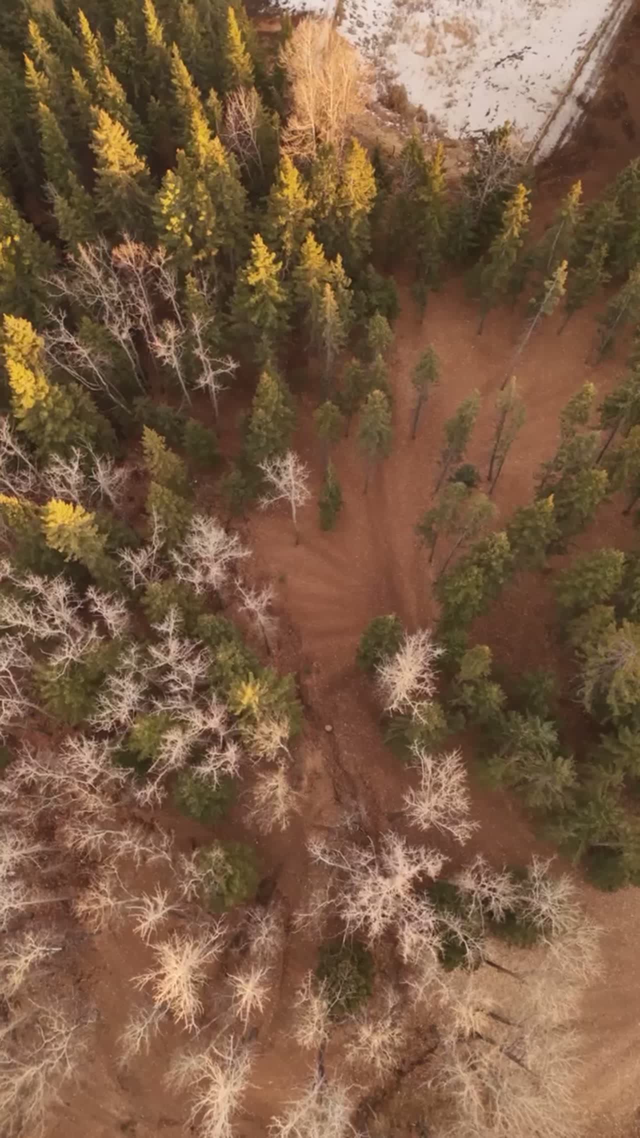 Among the Pines