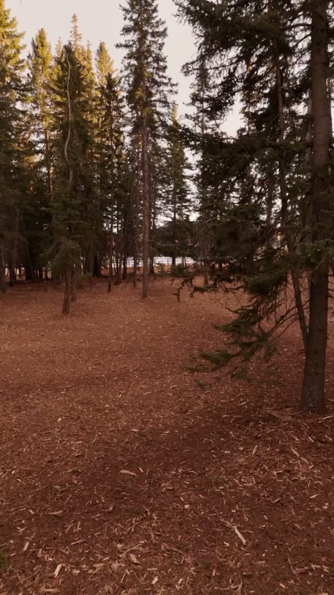 Among the Pines — perspective shift